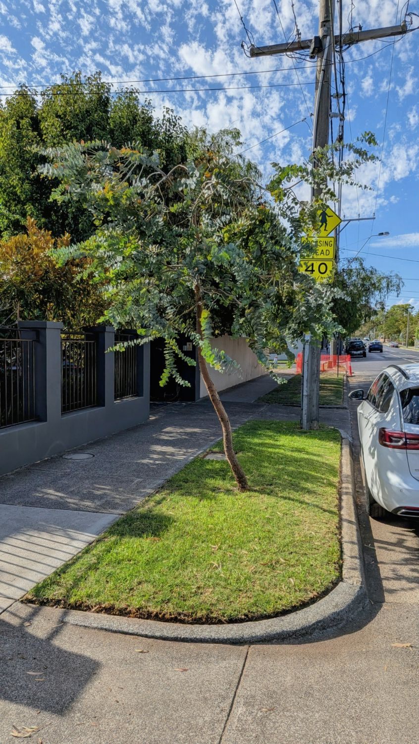 Freshly mown and edged corner nature strip with a street tree, Bayside Melbourne