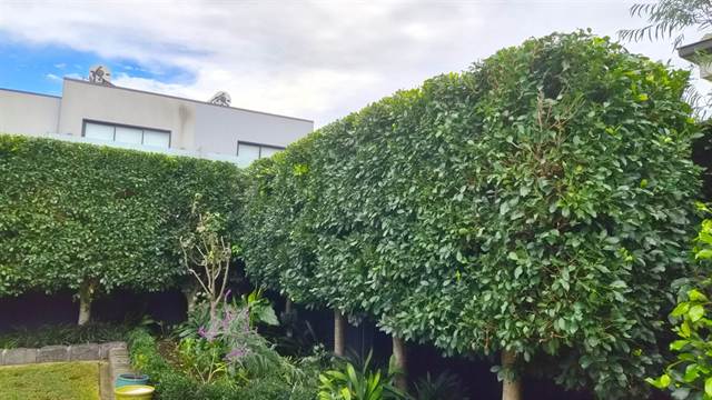 Dense ficus screening hedge trimmed to a clean line, Bayside Melbourne