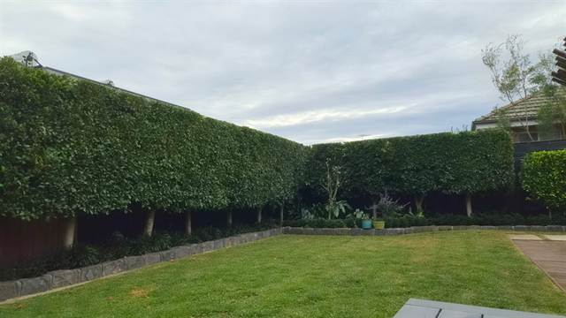 Tall ficus hedge shaped above a mown backyard lawn, Bayside Melbourne